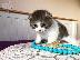 PoulaTo: scottish fold kitten